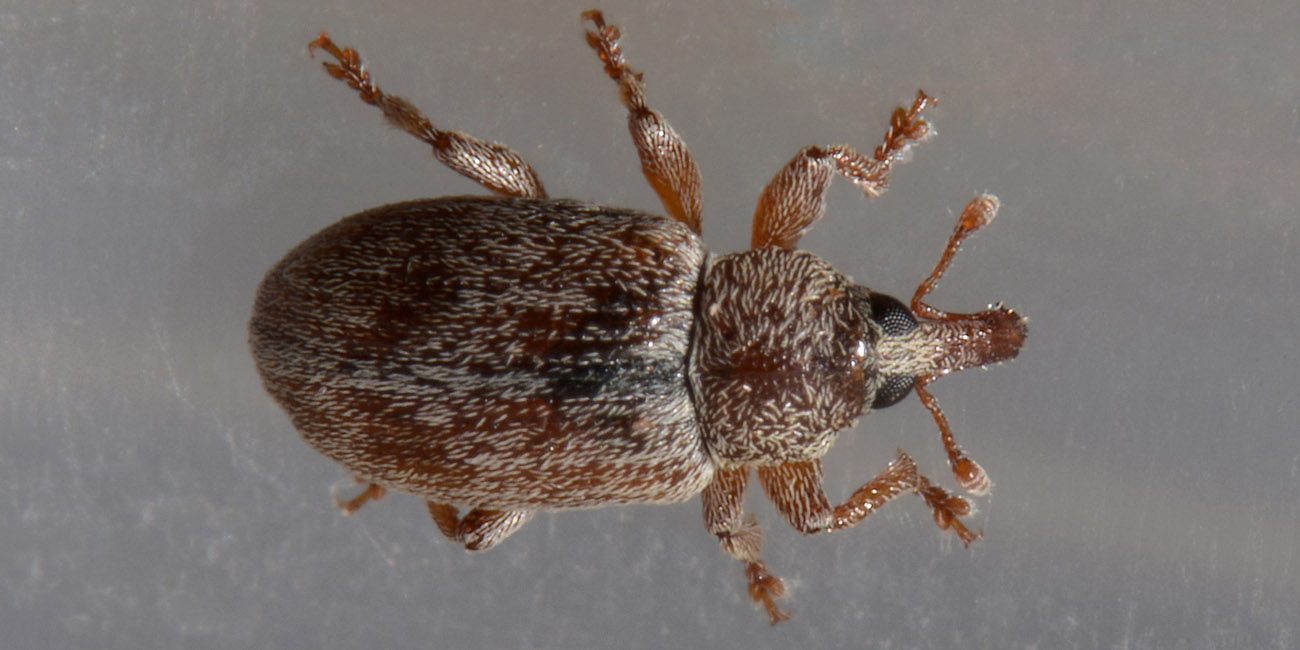 Curculionidae: Ellescus scanicus